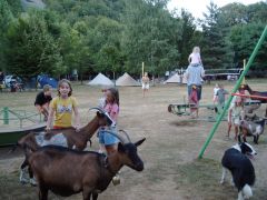 les chèvres s'invitent sur le camping pour le bonheur des petits et des grands